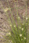 Ware's hairsedge